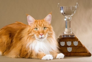 В Лондонском Хрустальном дворце прошла первая в мире выставка кошек