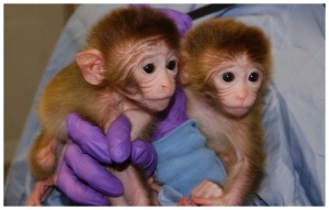 Китай клонирует двух макак методом переноса ядра