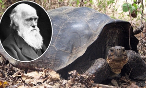 Умерла черепаха, которая принадлежала Дарвину