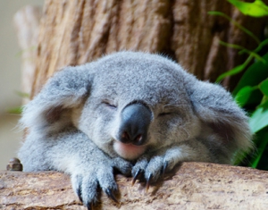 День коалы