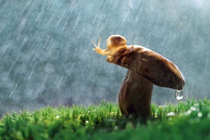 День грибного дождя