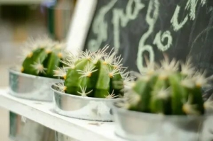 День кактуса