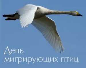 Всемирный день мигрирующих птиц