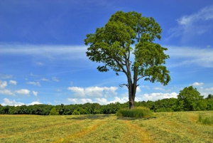 День Акилы, Дозоры