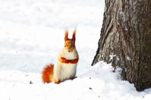 Настасьин день